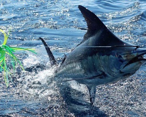 Lady-Ann-Jumping-Blue-Marlin-